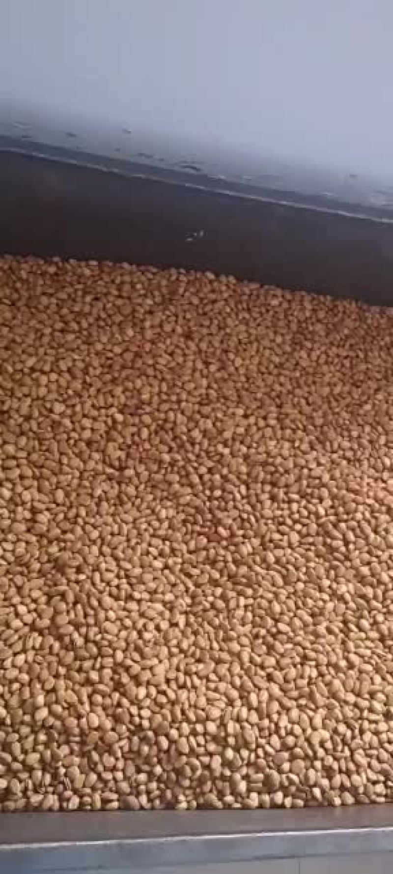 甘肃陇南野生松子大量批发