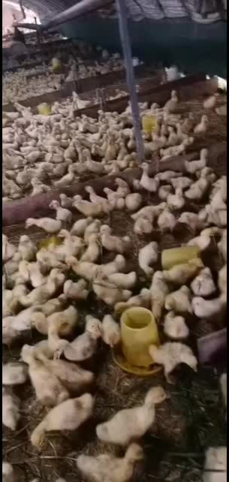 精品三花大白鹅鹅漂亮的，常年有货