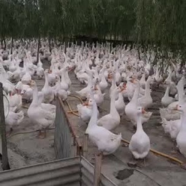 精品三花大白鹅鹅漂亮的，常年有货