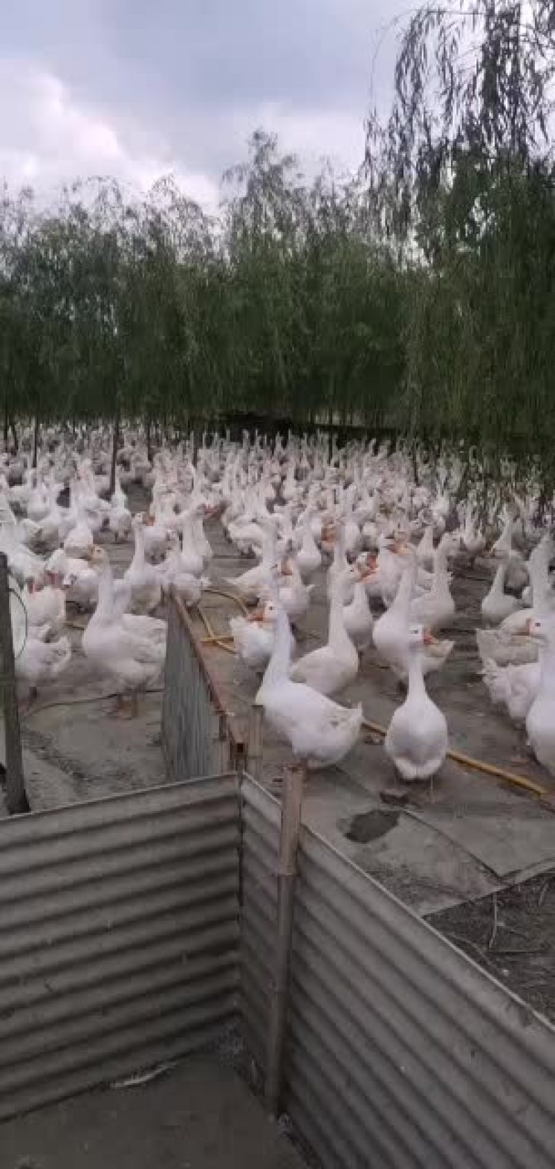 精品三花大白鹅鹅漂亮的，常年有货