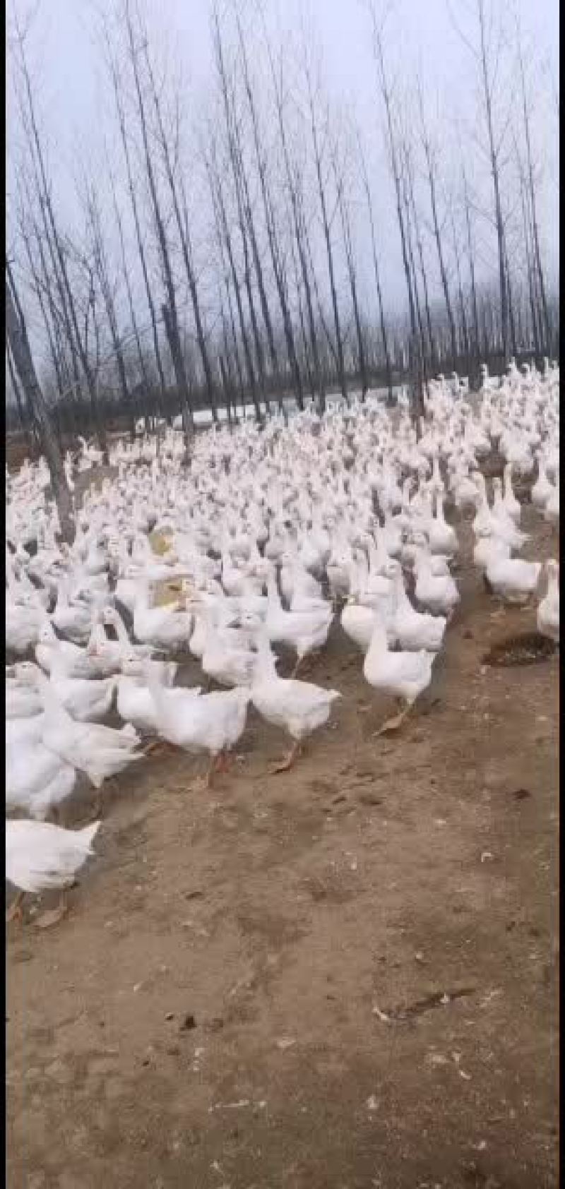 精品三花大白鹅鹅漂亮的，常年有货