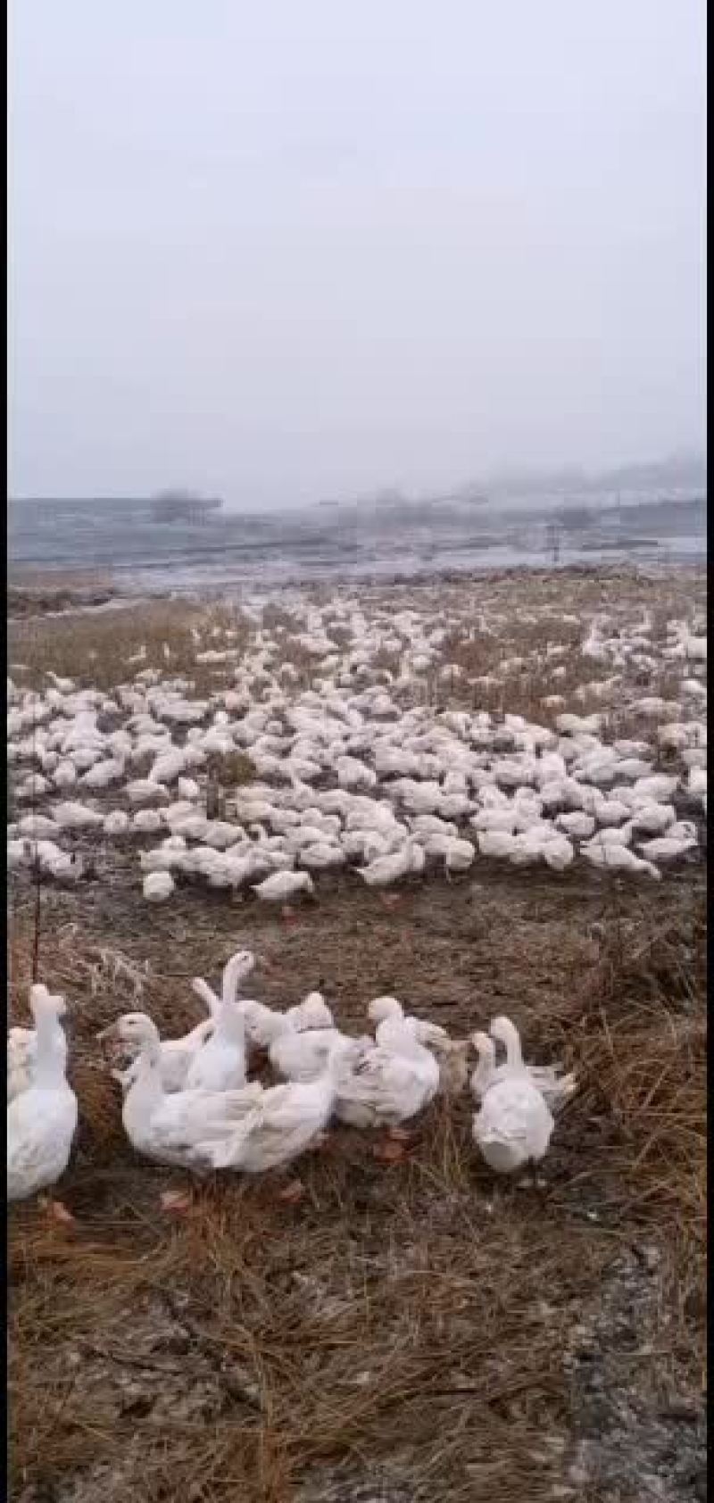 精品三花大白鹅鹅漂亮的，常年有货