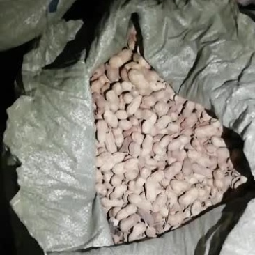 种植户，带皮花生果，自种自卖