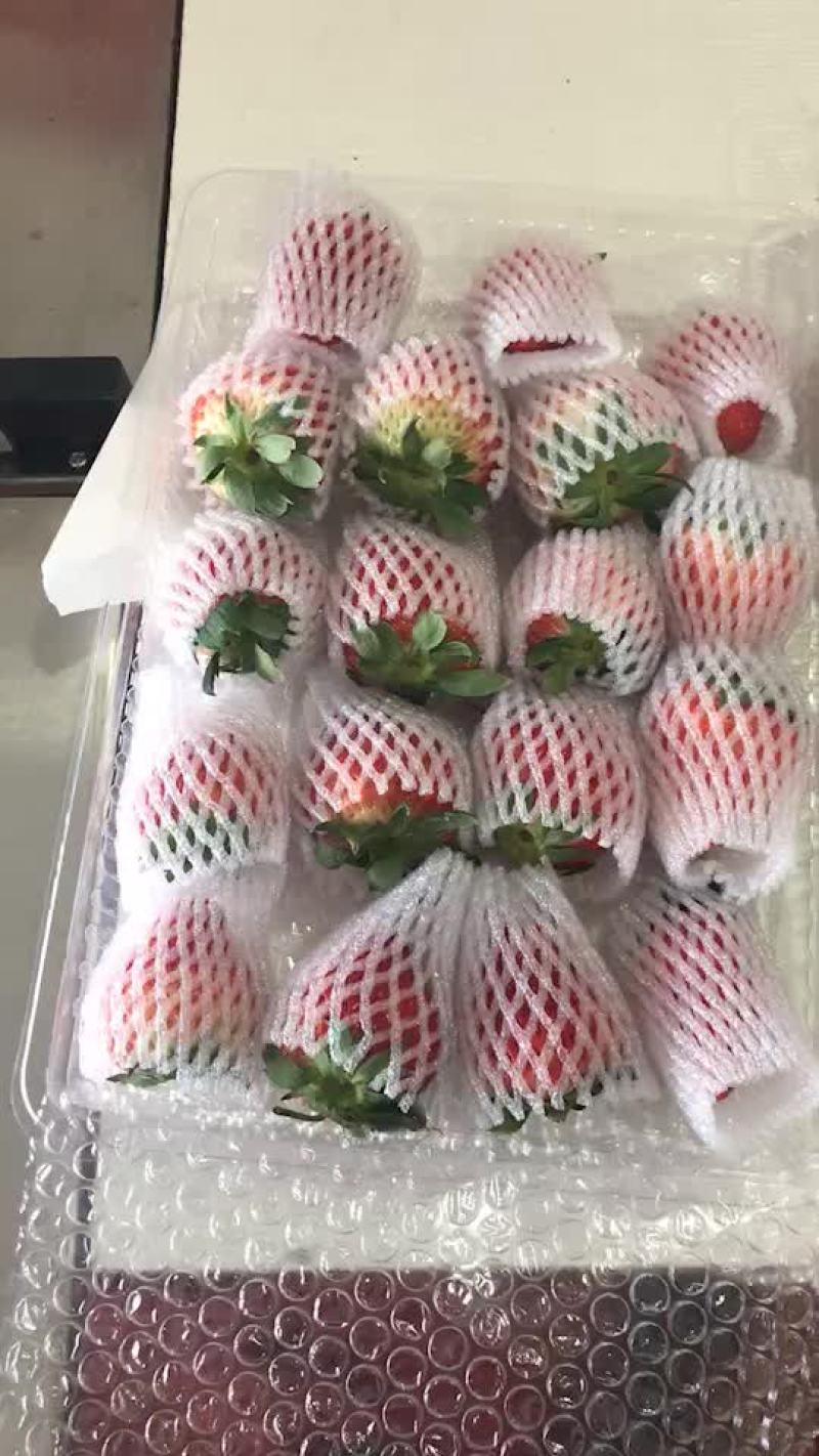 丹东九九草莓喜欢的来