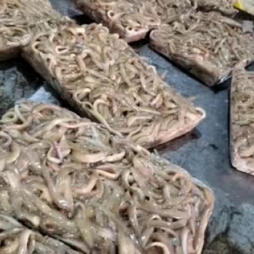 水产饲料、鱼食、饲料鱼