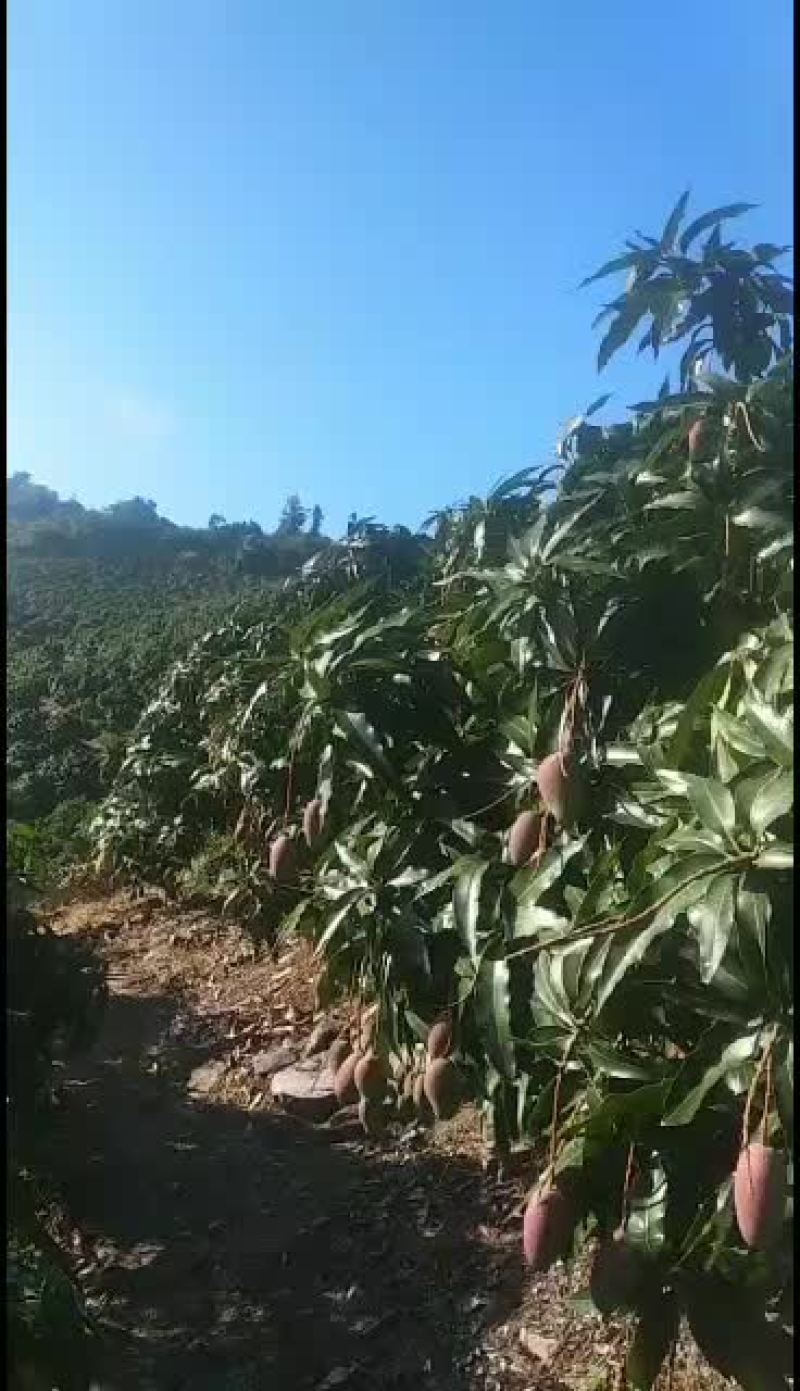 海南芒果台牙芒两万斤老果开始接受预定，要多少发多少