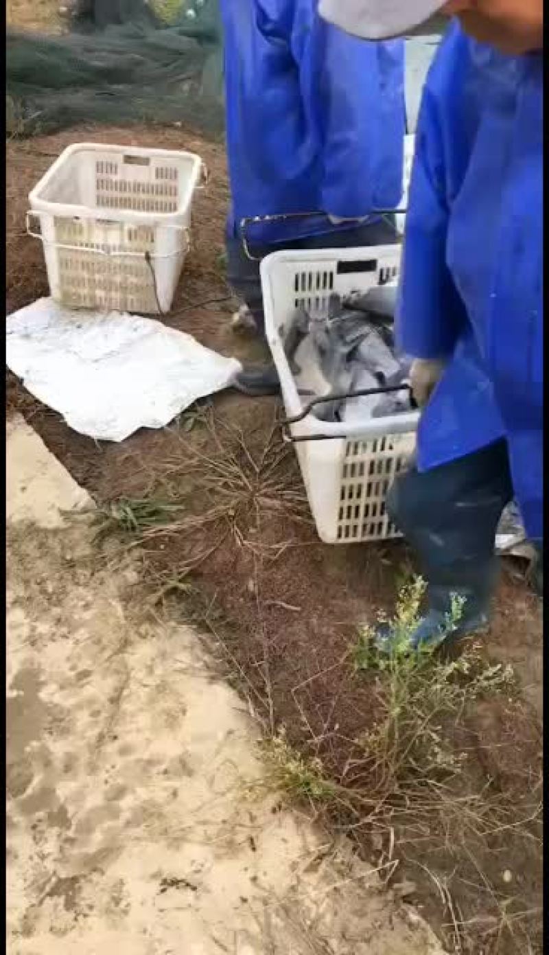 精品养殖大鳊鱼2～5斤