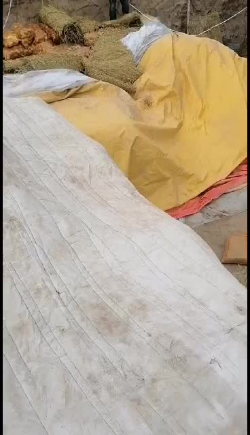 甘肃陇西县福星镇土豆精品陇十