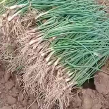 洋葱苗小葱苗种植合作社