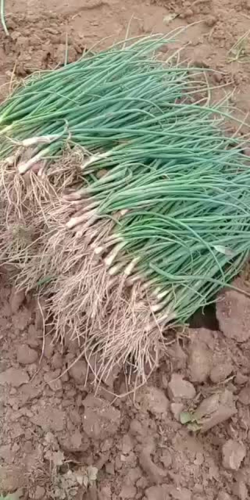 洋葱苗小葱苗种植合作社