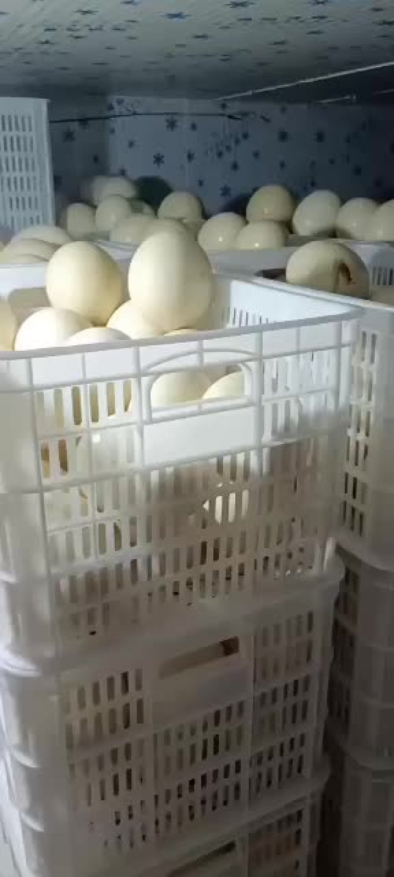 新鲜鸵鸟蛋价格优惠，厂家直销，诚信经营！