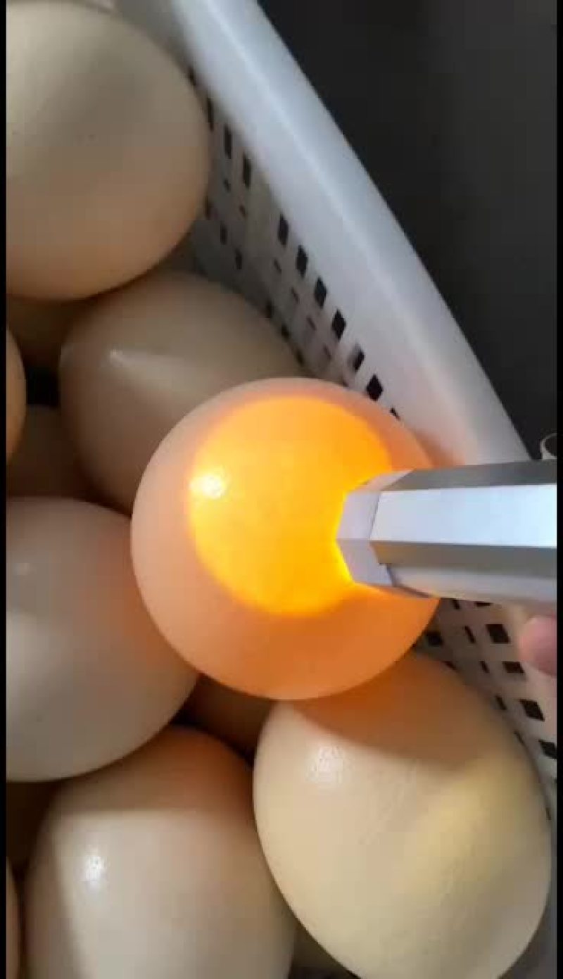 新鲜鸵鸟蛋价格优惠，厂家直销，诚信经营！