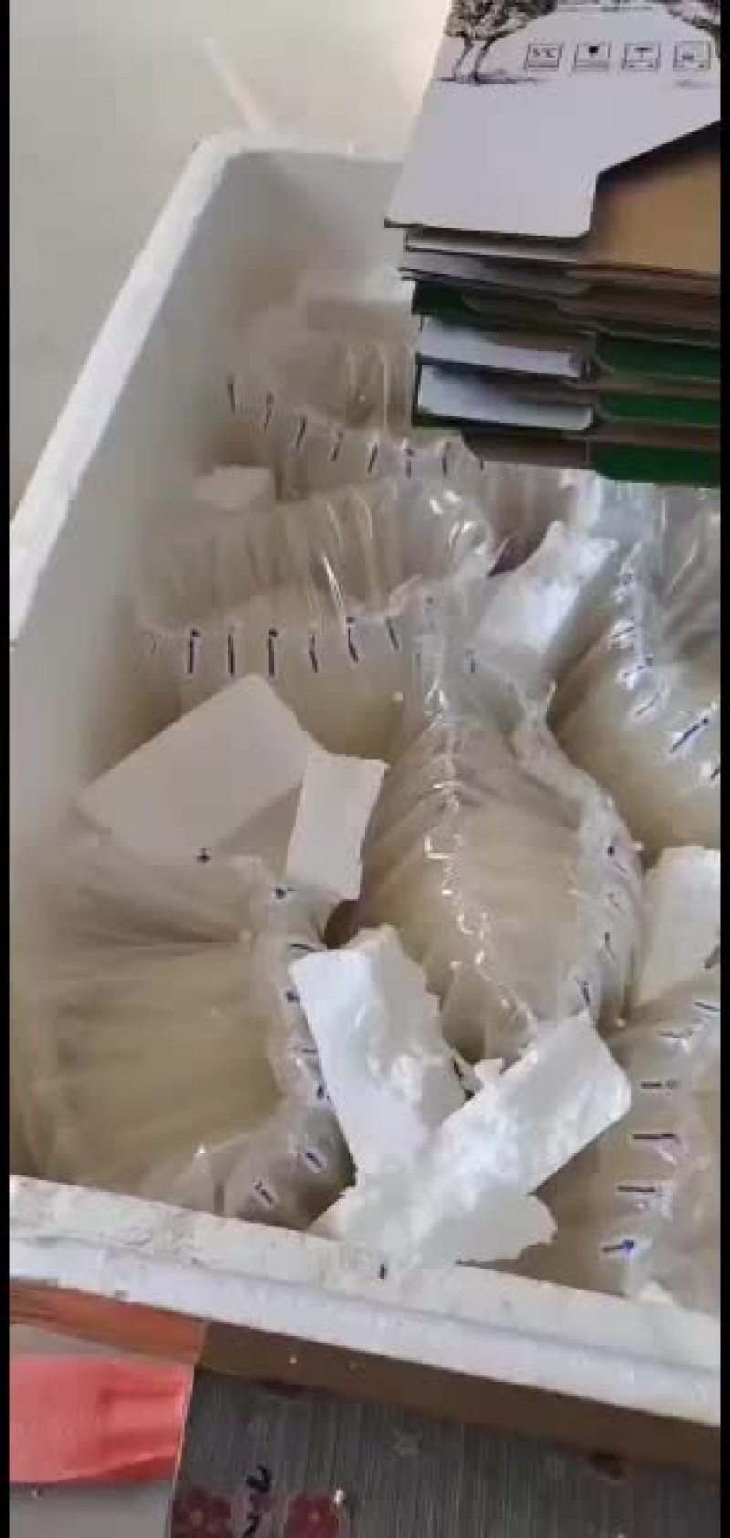 新鲜鸵鸟蛋价格优惠，厂家直销，诚信经营！