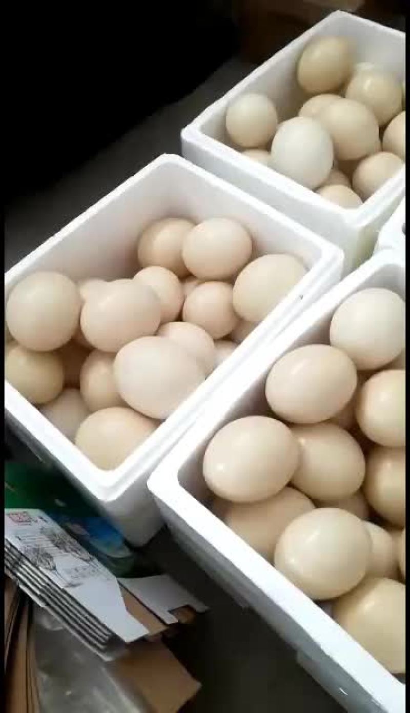 新鲜鸵鸟蛋价格优惠，厂家直销，诚信经营！