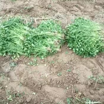 代收香菜！大叶儿中叶小叶