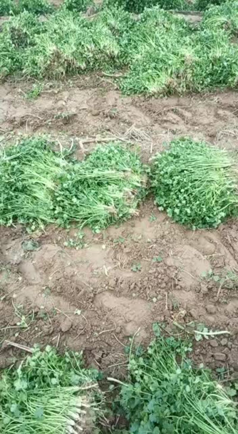 代收香菜！大叶儿中叶小叶