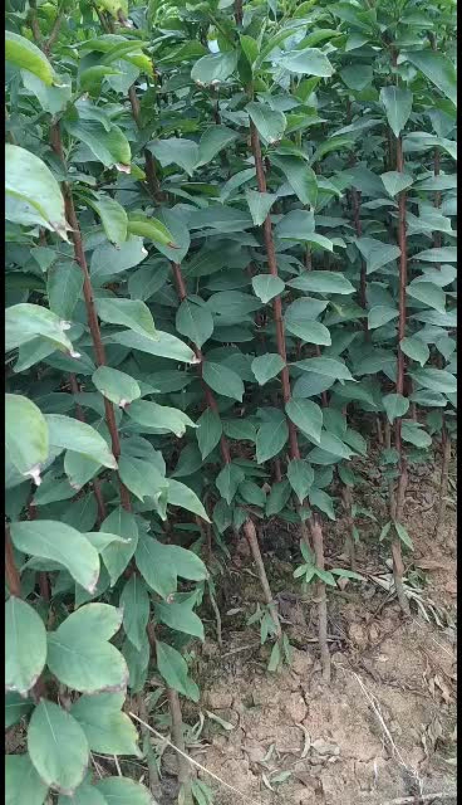 李苗一奈李苗:大型种苗基地丨量多价格优惠