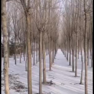 大量出售二次发冠榆树
