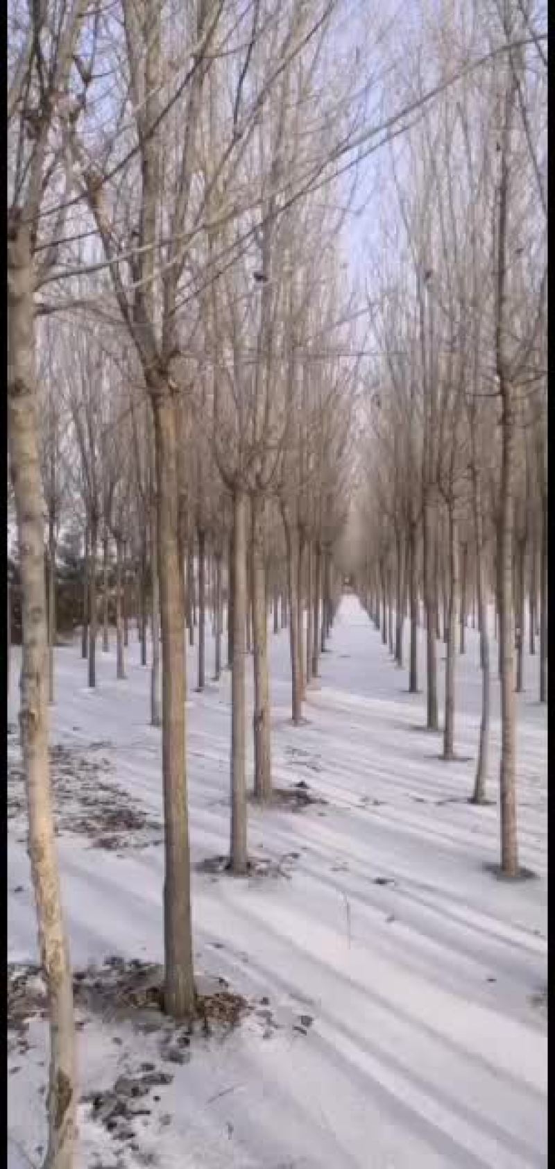 大量出售二次发冠榆树