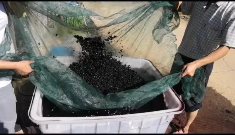 人工水洗，太阳晾晒，高质量桑葚干
