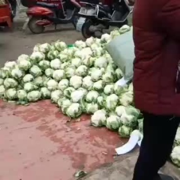 白花菜特产地，欢迎订货
