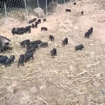 活畜，放养的藏香猪苗出售
