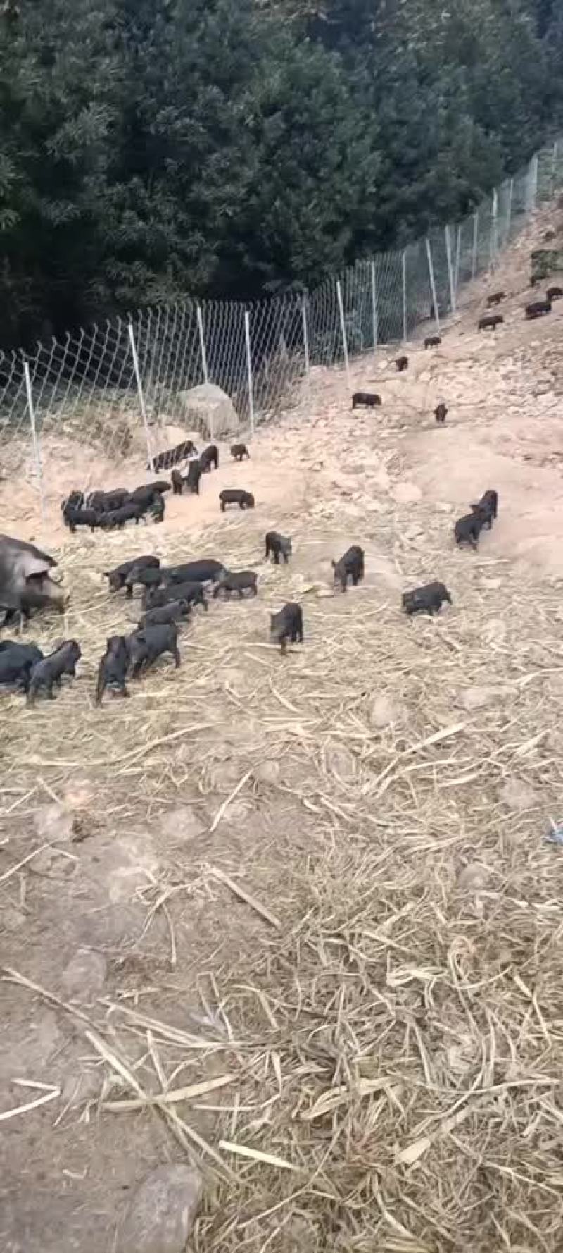 活畜，放养的藏香猪苗出售