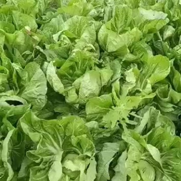 芥菜代办批发全国销售