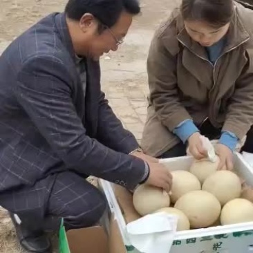 驼鸟蛋，出售中，要的联系