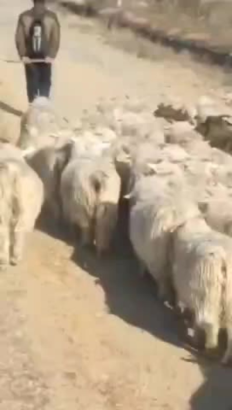 绒山羊、绒山羊、绒山羊、绒山羊、绒山羊、