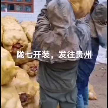 拢七土豆产地直销价格美丽