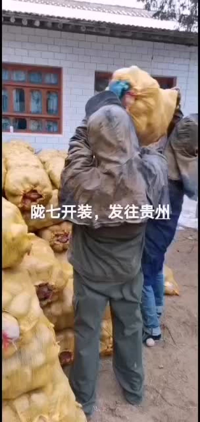 拢七土豆产地直销价格美丽
