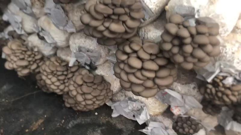 食用菌菌棒高产高抗菇型美丽