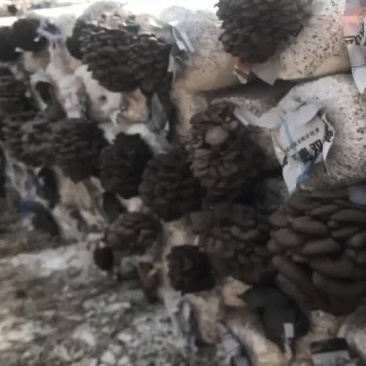 食用菌菌棒高产高抗菇型美丽