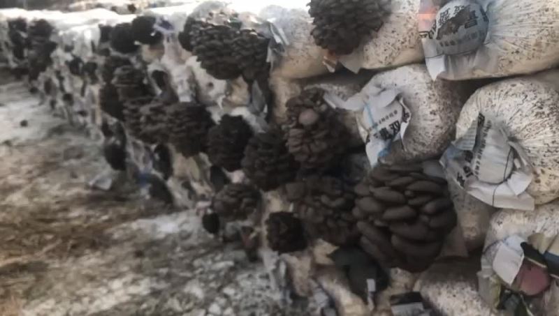 食用菌菌棒高产高抗菇型美丽