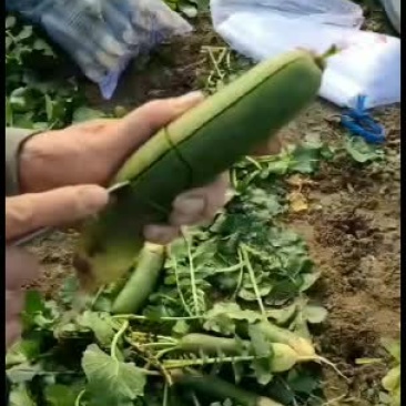 潍坊水萝卜，甜脆。清香