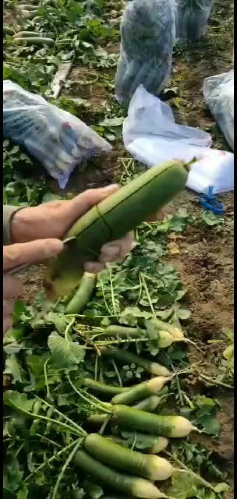 潍坊水萝卜，甜脆。清香