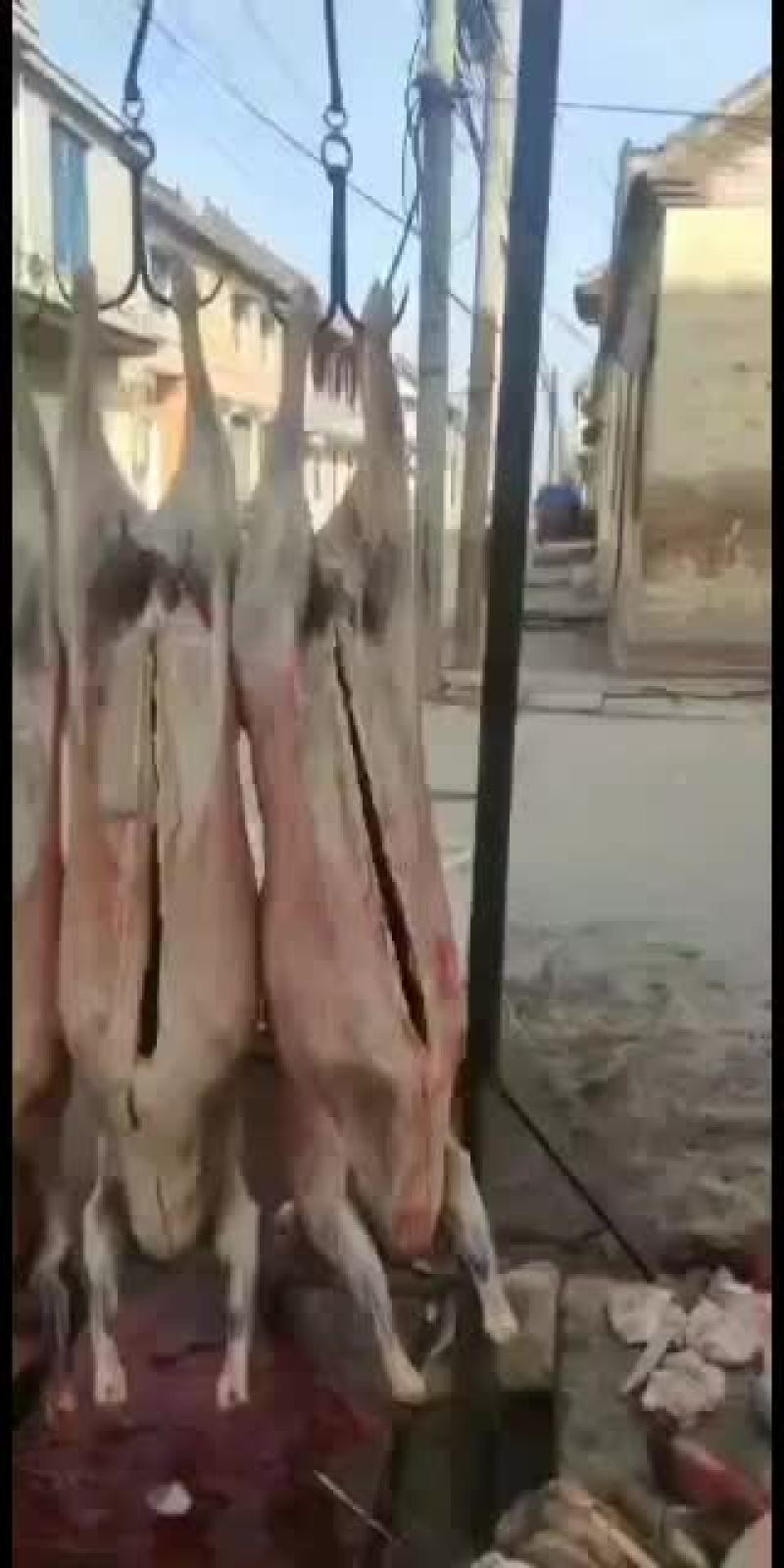 羊白条，鲜羊肉，纯干无水。全国配送，需要的联系