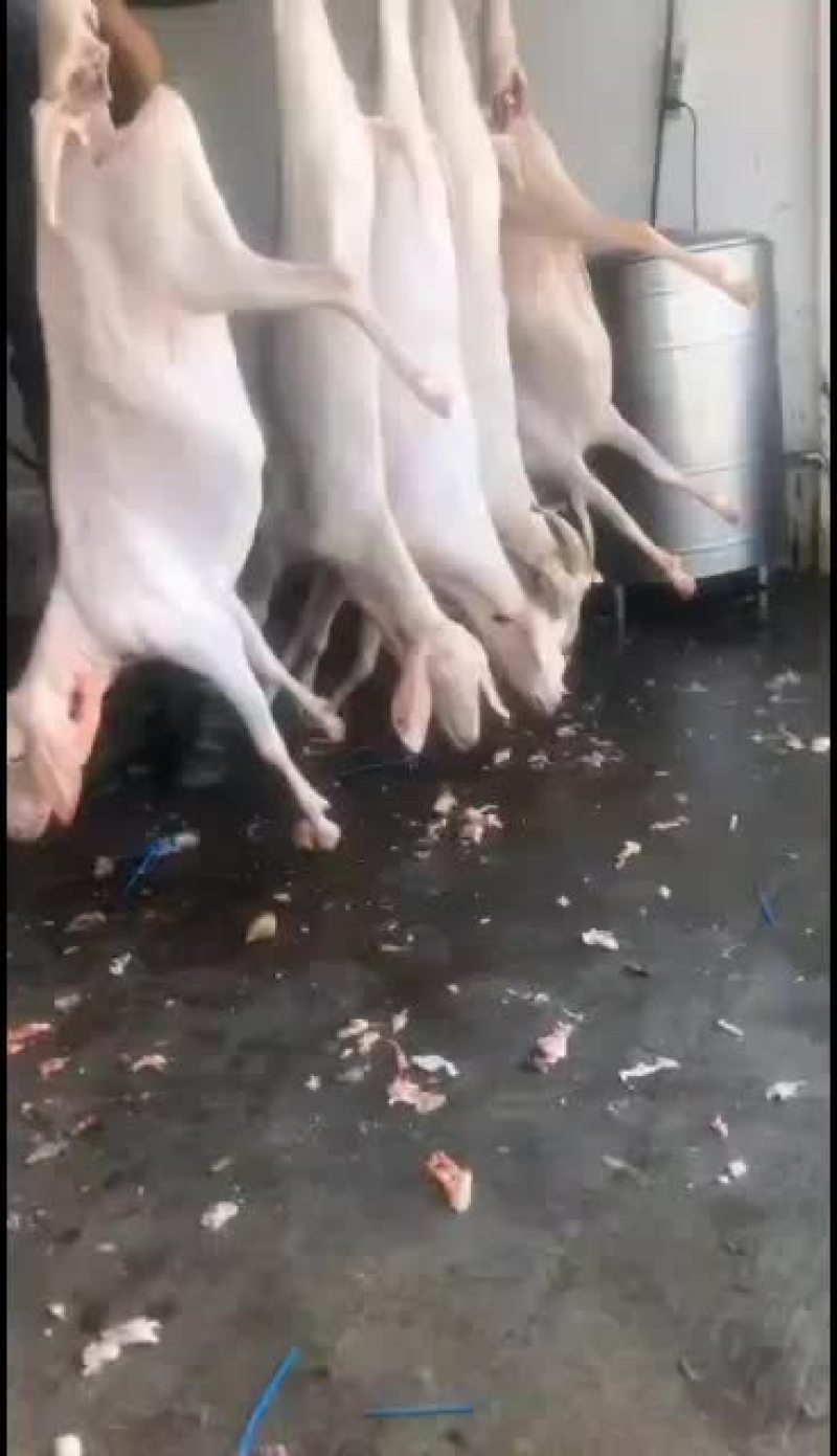 羊白条，鲜羊肉，纯干无水。全国配送，需要的联系