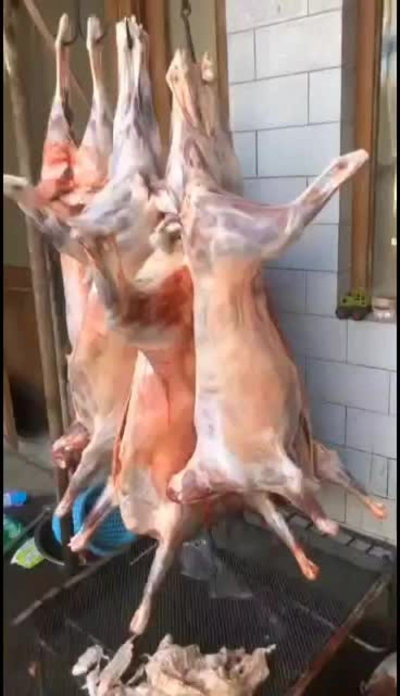 羊白条，鲜羊肉，纯干无水。全国配送，需要的联系