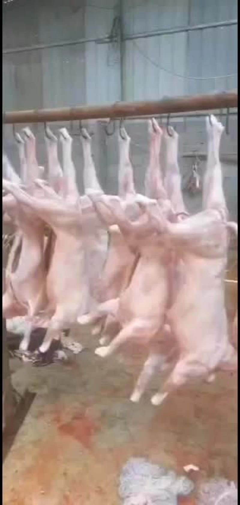 羊白条，鲜羊肉，纯干无水。全国配送，需要的联系
