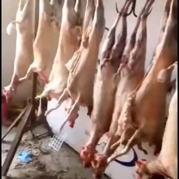 羊白条，鲜羊肉，纯干无水。全国配送，需要的联系