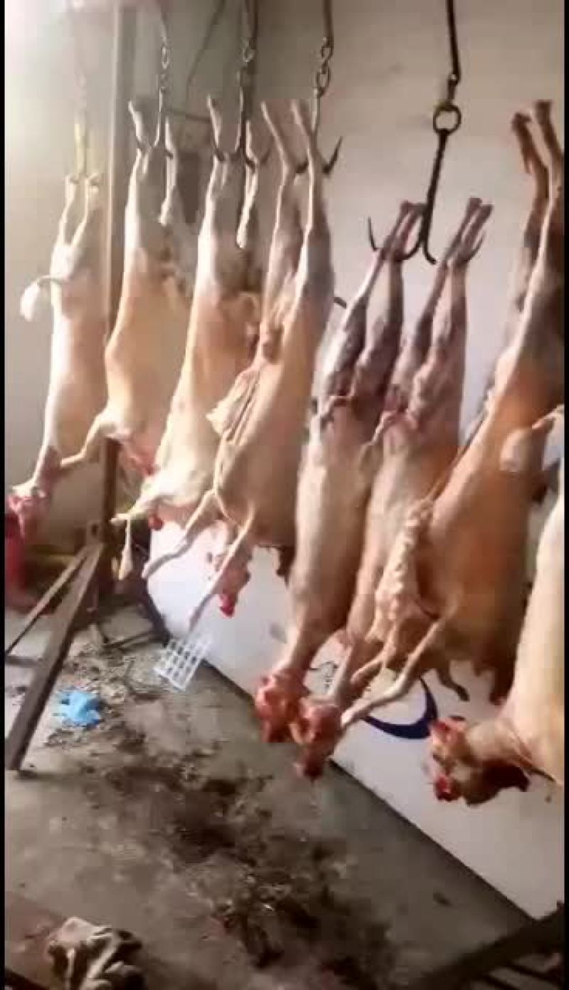 羊白条，鲜羊肉，纯干无水。全国配送，需要的联系