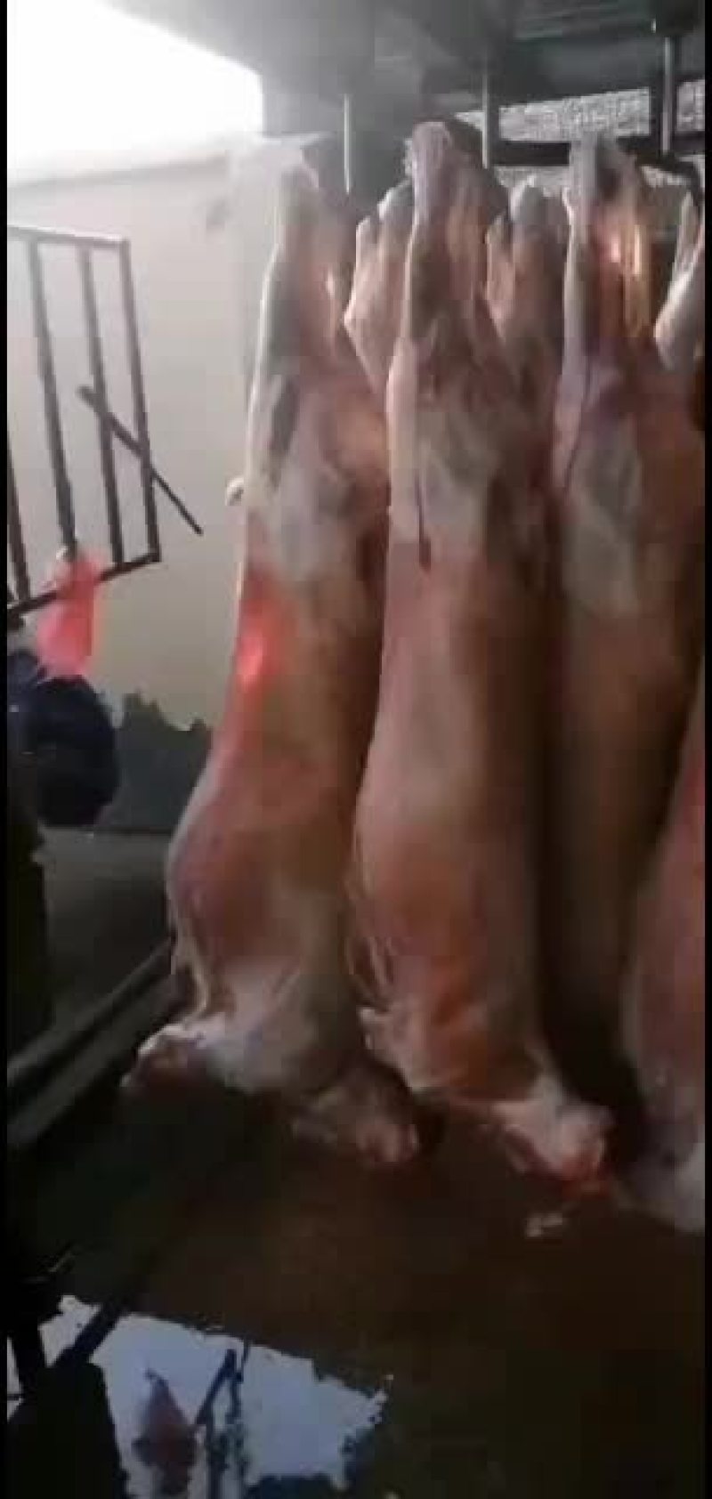 羊白条，鲜羊肉，纯干无水。全国配送，需要的联系