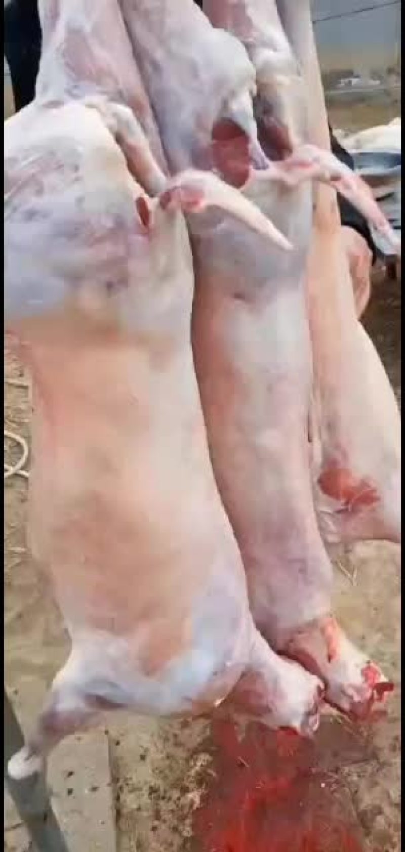 羊白条，鲜羊肉，纯干无水。全国配送，需要的联系