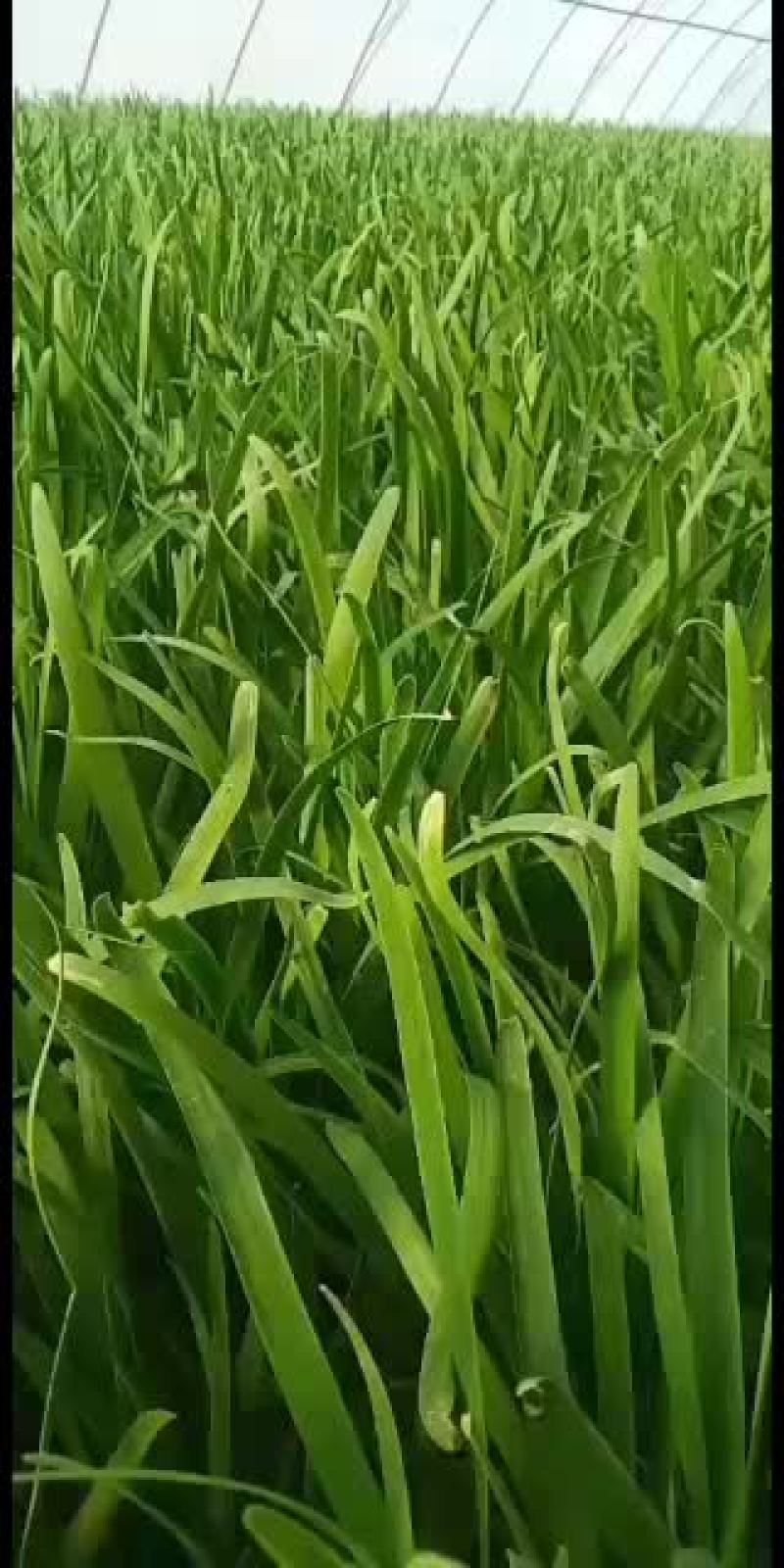 韭菜已大量上市，抓紧收购啦