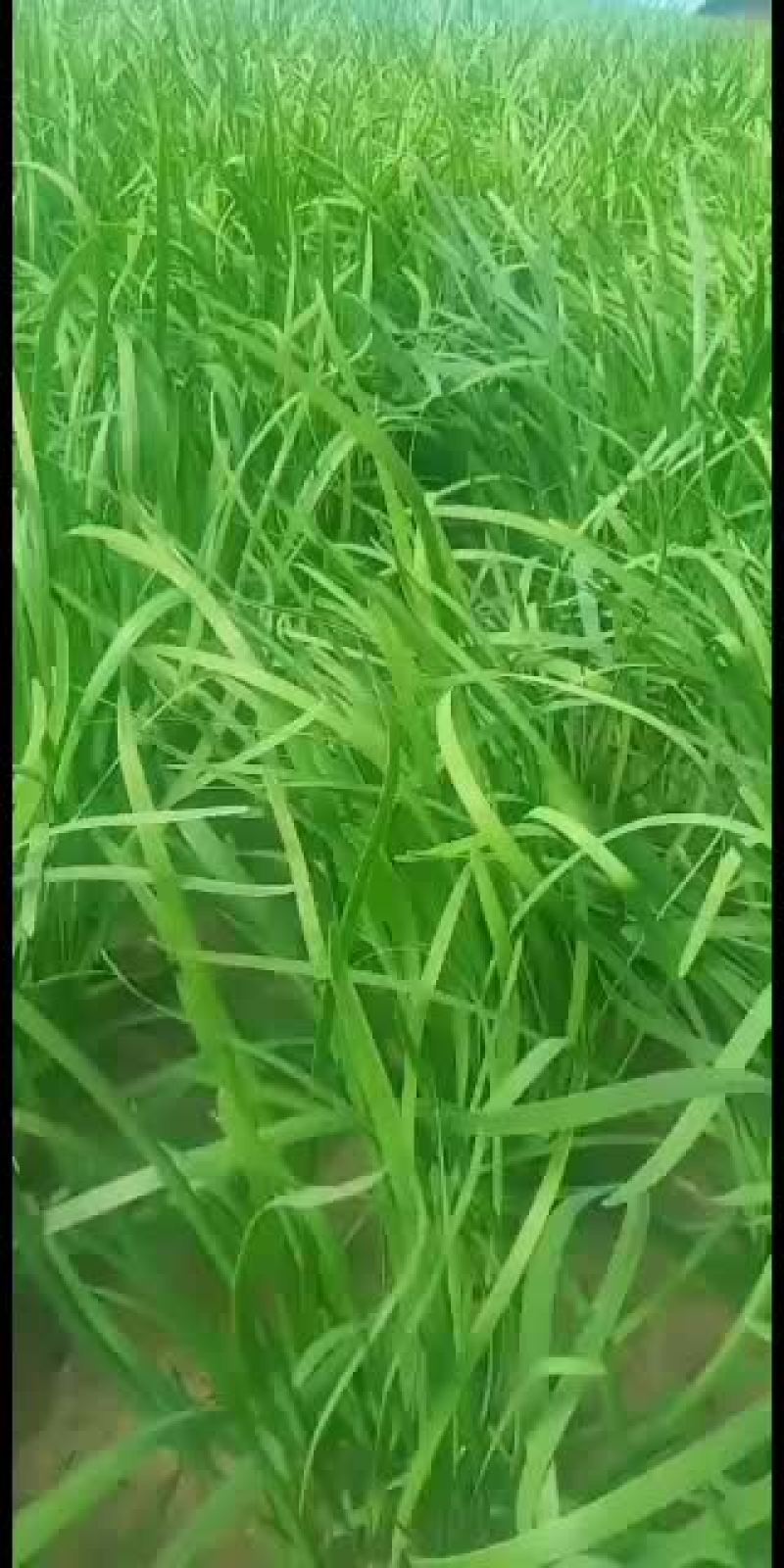 韭菜已大量上市，抓紧收购啦