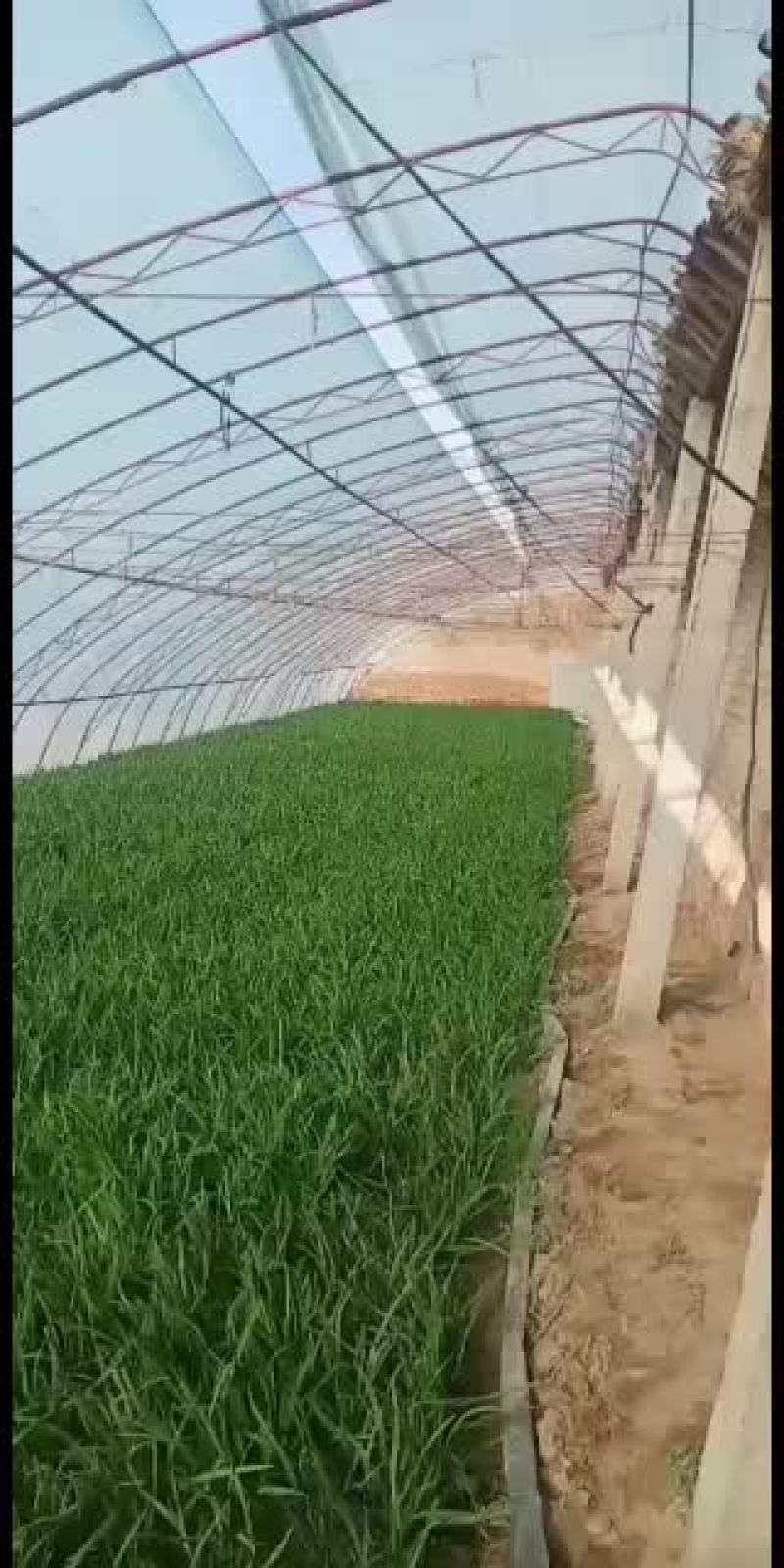 韭菜已大量上市，抓紧收购啦