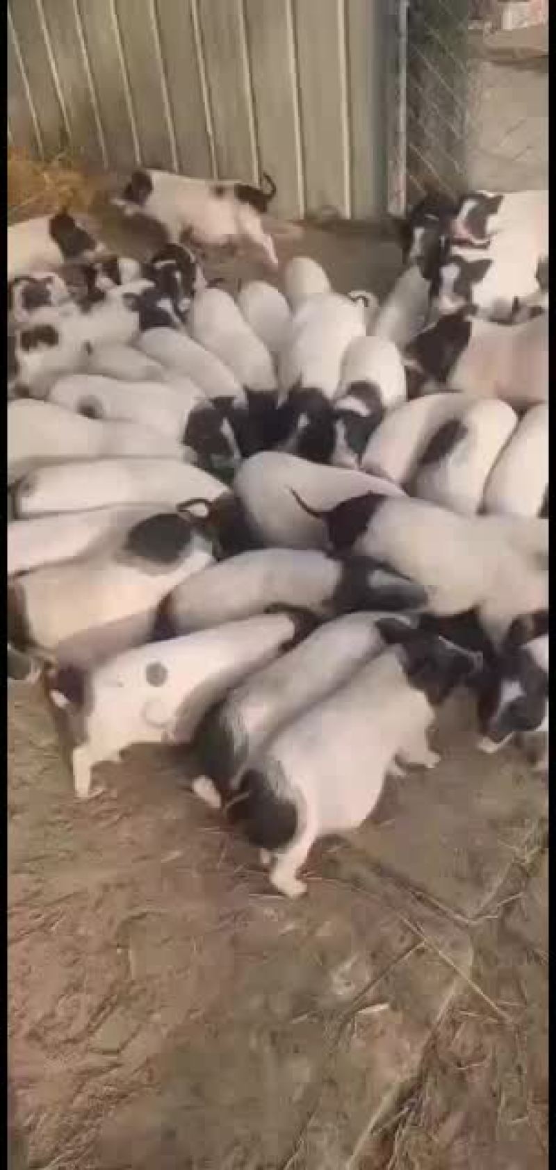 巴马香猪，出售中，要的联系