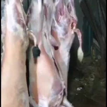 羊白条，鲜羊肉，纯干无水。全国配送，需要的联系
